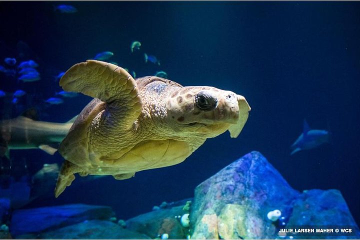 New York Aquarium Admission