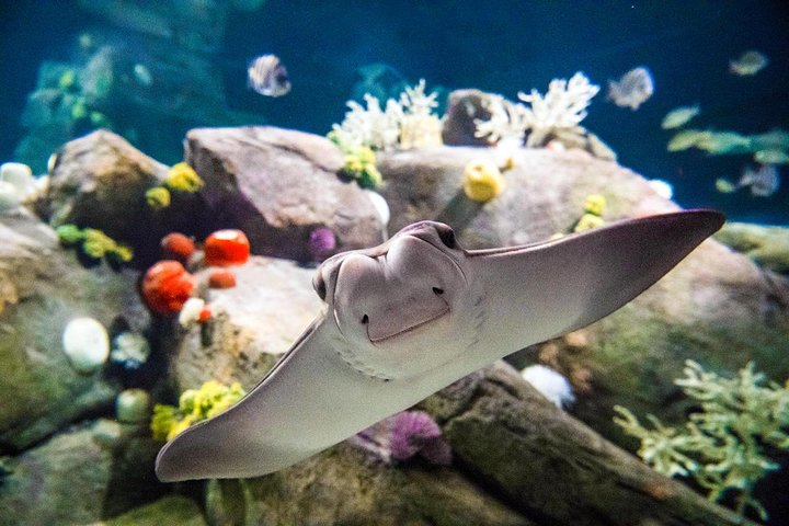 New York Aquarium Admission