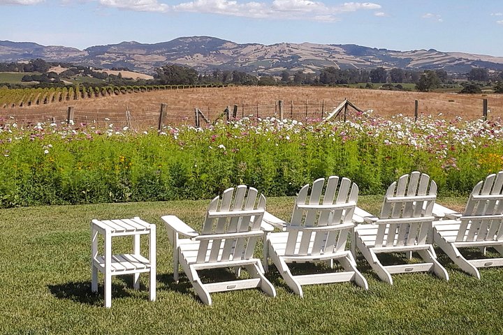 Guided Healdsburg Wine Country Bike and Wine Tasting Tour with lunch