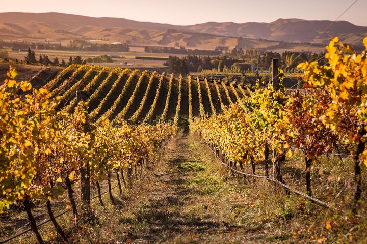 Waipara Wine Tour from Christchurch - including Lunch & Tastings