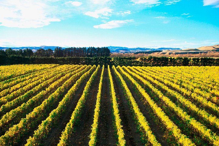 Waipara Wine Tour from Christchurch - including Lunch & Tastings