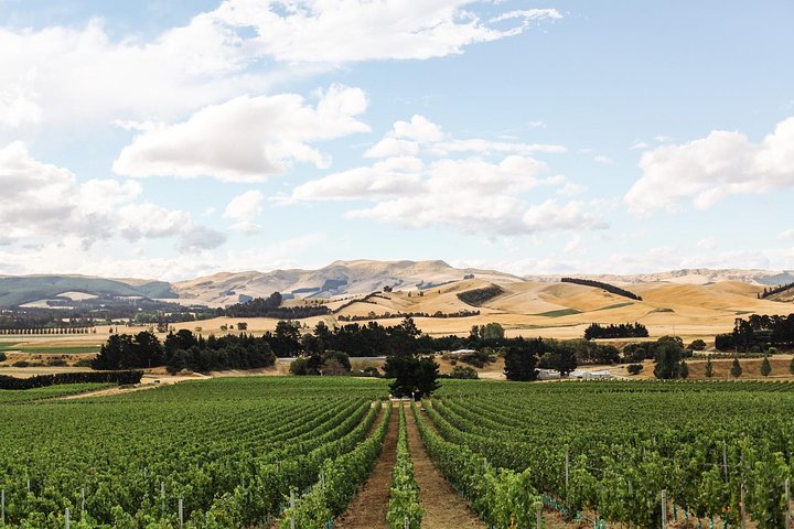 Waipara Wine Tour from Christchurch - including Lunch & Tastings