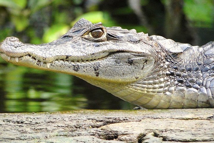 3-day Tortuguero Expedition