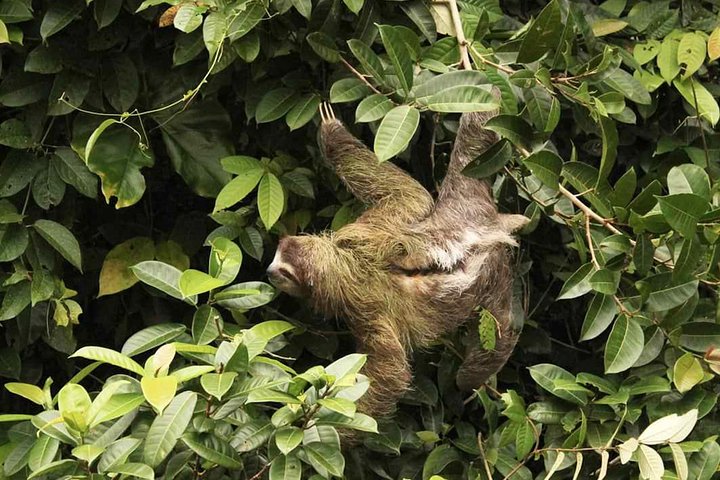 4-day Tortuguero + Pacuare Overnight