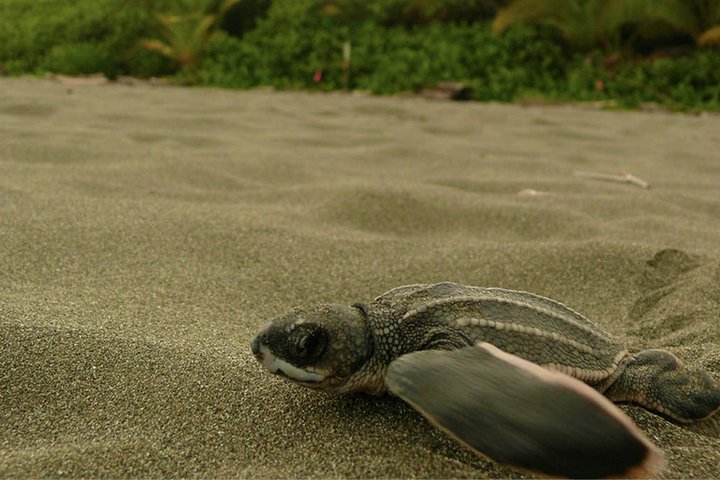 4-day Tortuguero + Pacuare Overnight