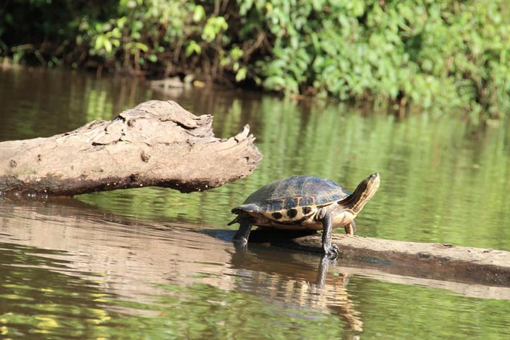 4-day Tortuguero + Pacuare Overnight