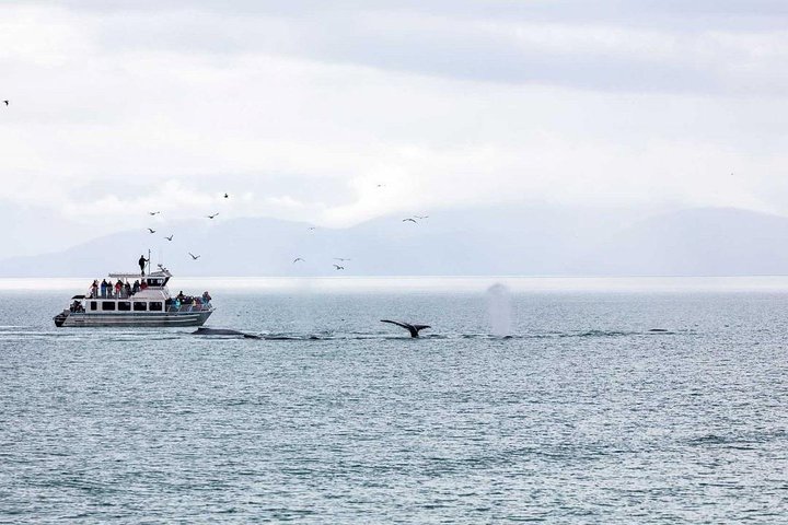 Mendenhall Glacier Park and Ultimate Whale Watch Combo