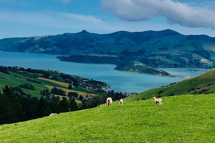 Akaroa Explorer- Guided Electric Bike Tour in Akaroa
