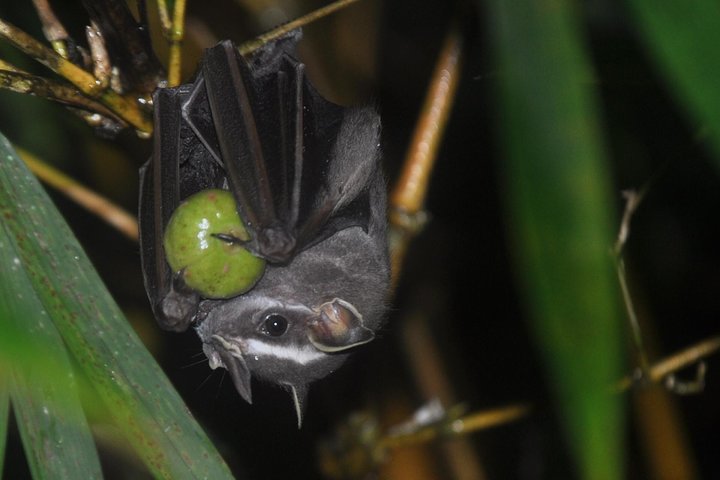 Drake Bay — Night Walk with Certified Guide