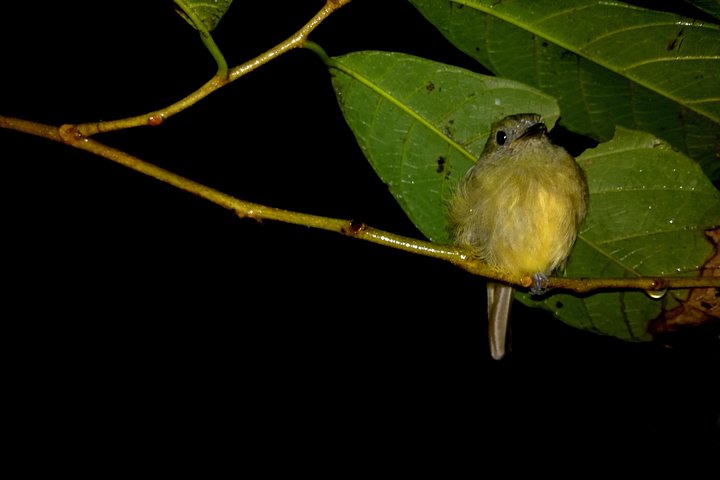 Drake Bay — Night Walk with Certified Guide