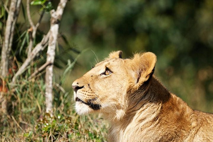 Wildlife and Nature Tour in Nanyuki
