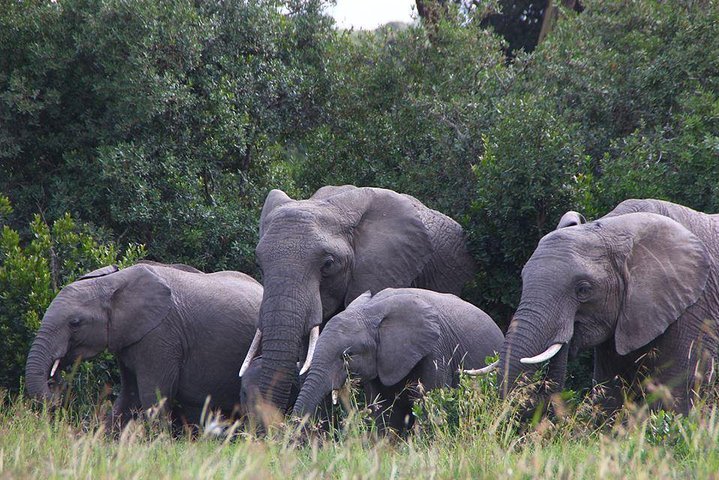 Wildlife and Nature Tour in Nanyuki