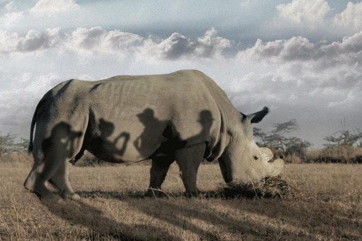 Wildlife and Nature Tour in Nanyuki