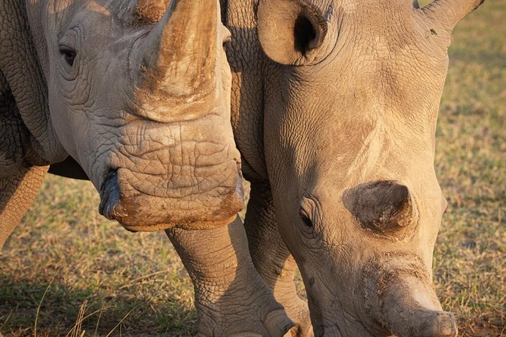Wildlife and Nature Tour in Nanyuki