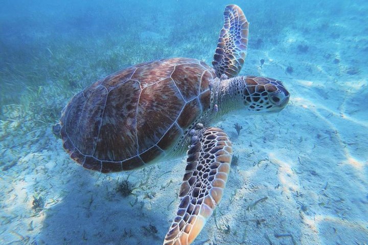 Boomerang’s Best of Anguilla: Swim with Turtles Adventure