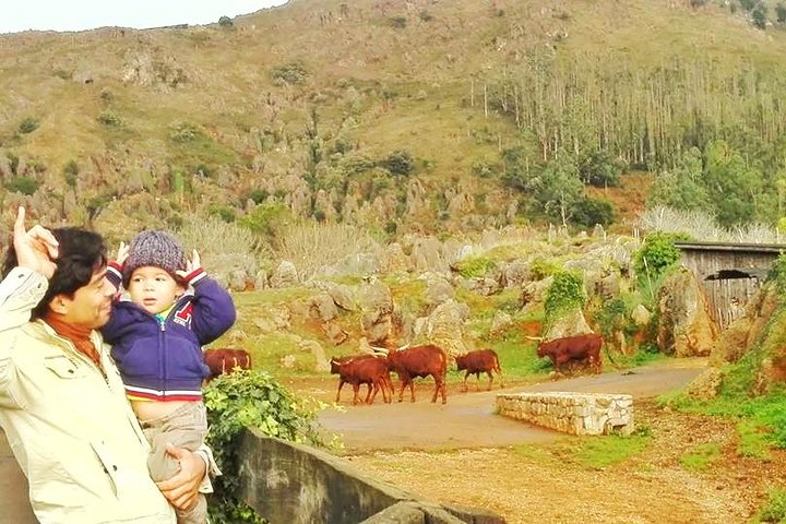 Cabarceno Natural Park Guided Visit from Santander