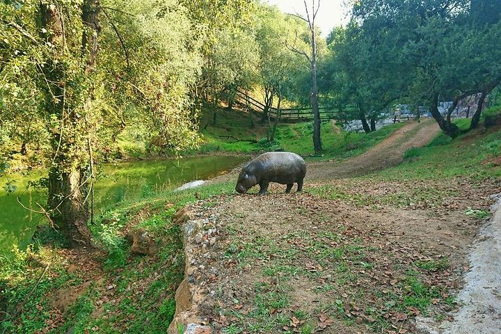 Cabarceno Natural Park Guided Visit from Santander
