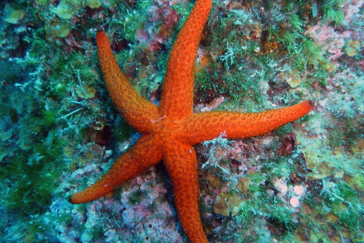 Discover Scuba diving
