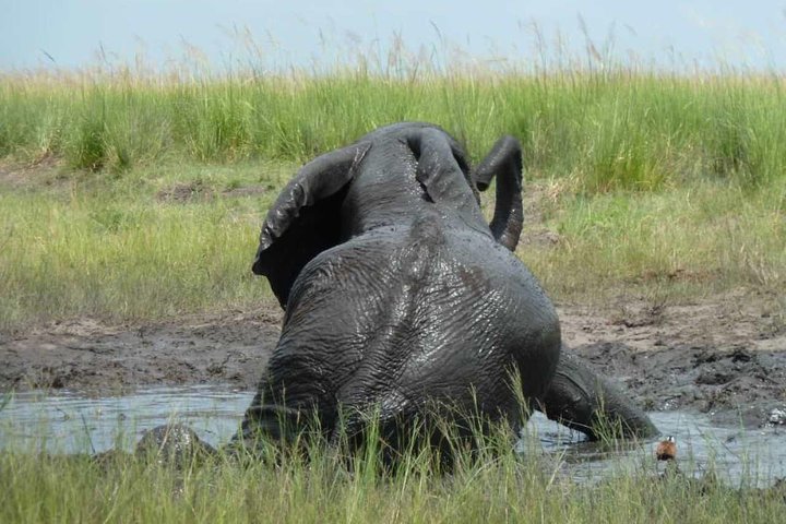Madikwe Game Reserve Day Tour (Minimum per booking: 5 People)