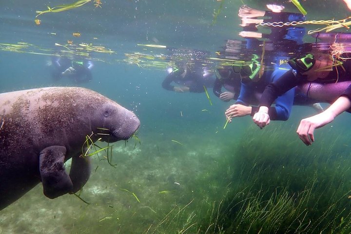The 'OG' Manatee Snorkel Tour with In-Water Guide/Photographer