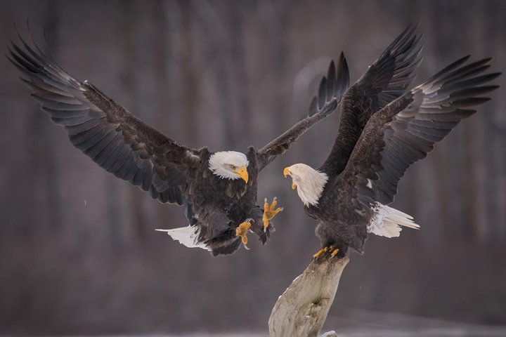 Focus on Haines Private Nature / Photography tour