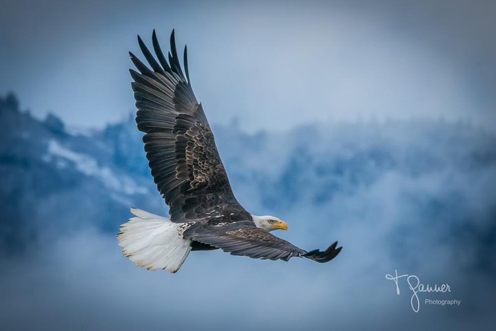 Focus on Haines Private Nature / Photography tour