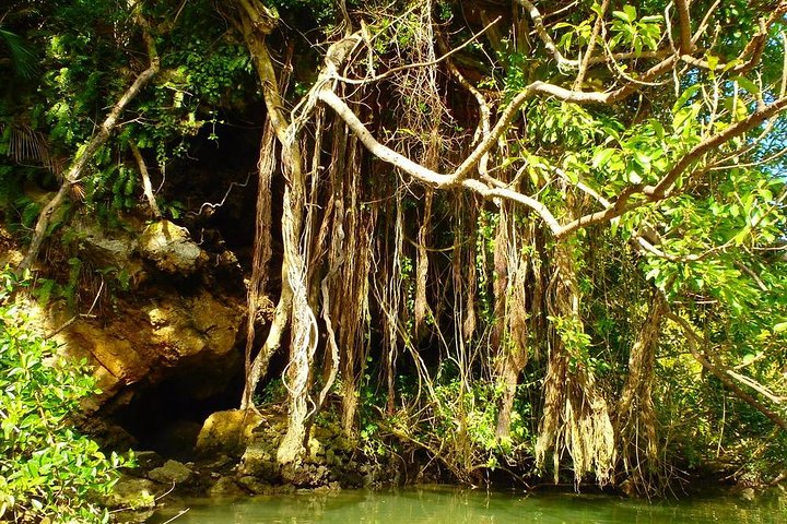 Mangrove kayaking to enjoy nature in Okinawa