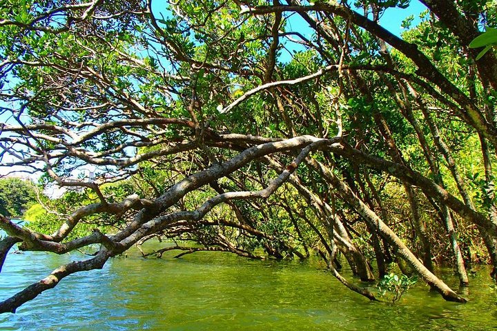Mangrove kayaking to enjoy nature in Okinawa