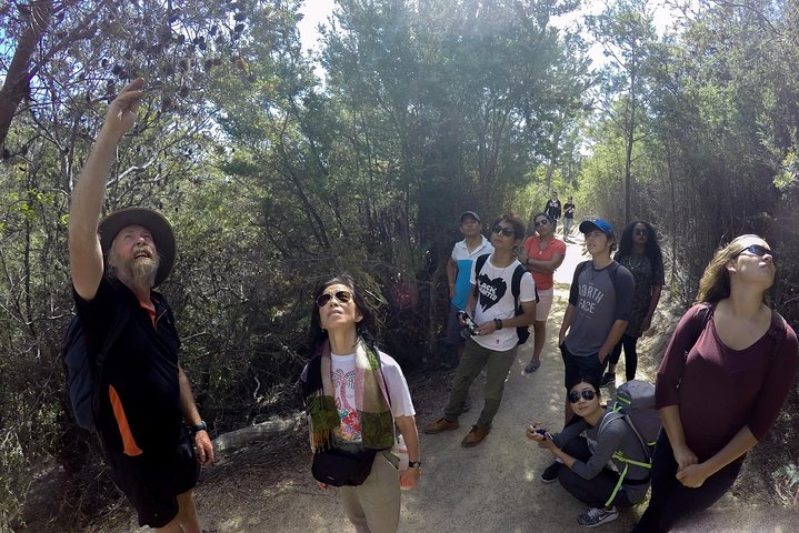Launceston: Wineglass Bay & Freycinet Explorer Day Trip