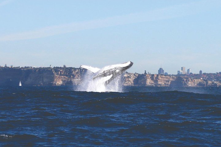 Sydney Whale Watching Cruise with Whale Sighting Guarantee