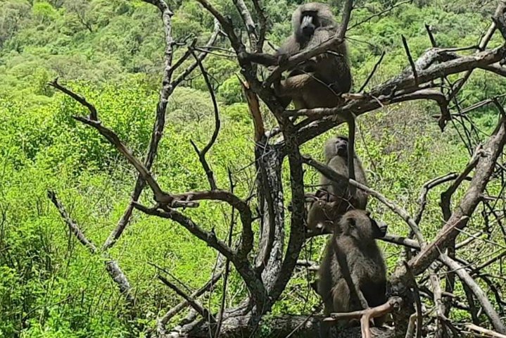 2 Days Selous Game Reserve from Zanzibar