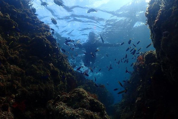 Scuba Diving (Fun Diving)