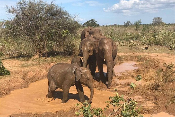 8 Days tour in Sri Lanka with privet driver and accommodations
