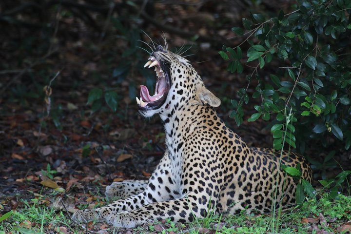 8 Days tour in Sri Lanka with privet driver and accommodations