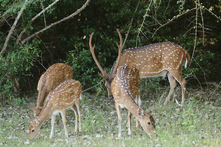 8 Days tour in Sri Lanka with privet driver and accommodations