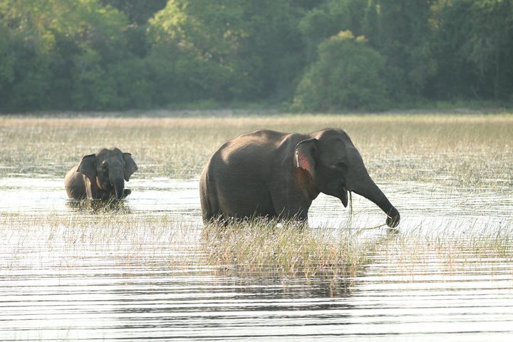 8 Days tour in Sri Lanka with privet driver and accommodations