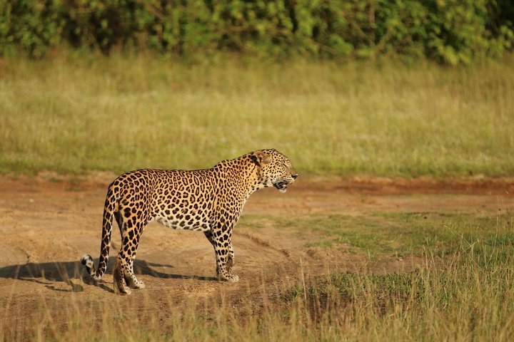 8 Days tour in Sri Lanka with privet driver and accommodations