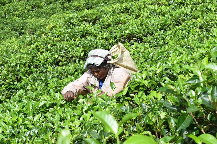 8 Days tour in Sri Lanka with privet driver and accommodations