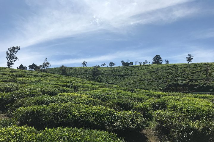 8 Days tour in Sri Lanka with privet driver and accommodations