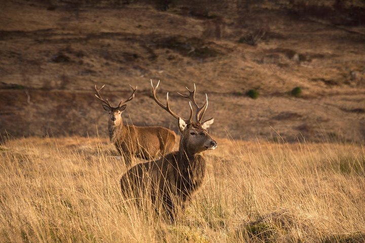 Loch Ness, Scottish Highlands, Glencoe and Pitlochry Tour