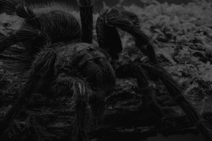 "Extreme Show" from Insomnia Haunted House