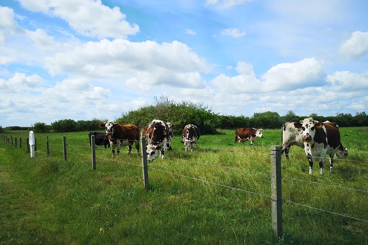 Private Day Tour including Normandy Landing Beaches & Battlefields from Caen