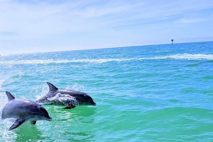 Shell Key & Dolphins - Semi-Private Tours