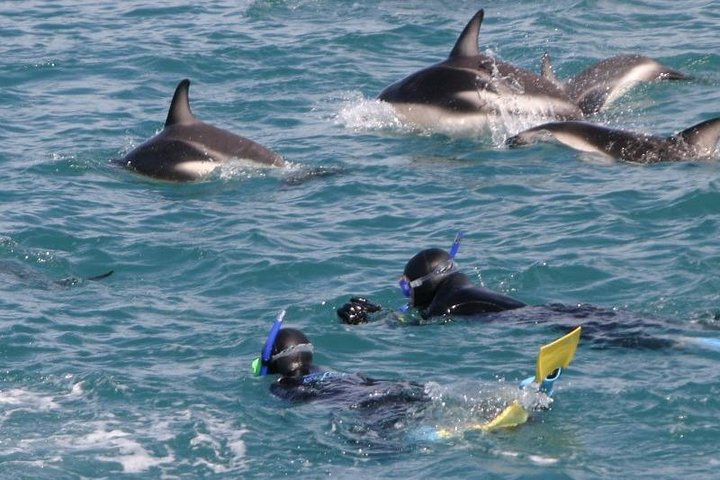 Kaikoura Swim with Dolphins Tour from Christchurch