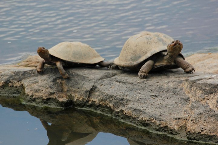 Cruise on Blyde Dam & Moholoholo Rehab Centre Tour from Hazyview