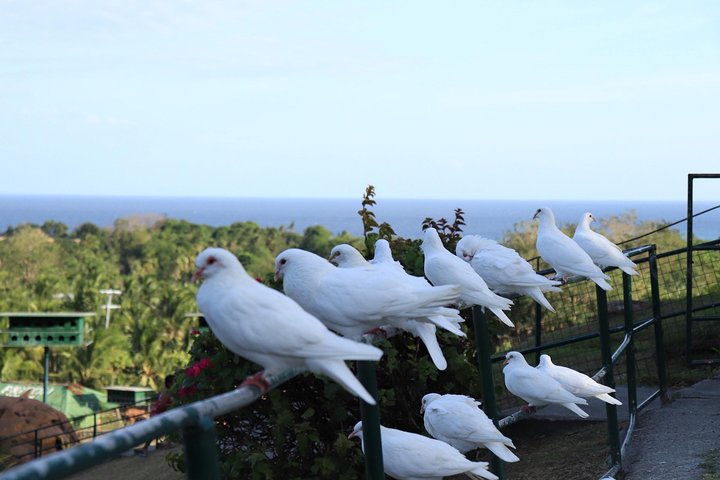 Garinfarm Pilgrimage Resort Land Transfer (ROUNDTRIP)