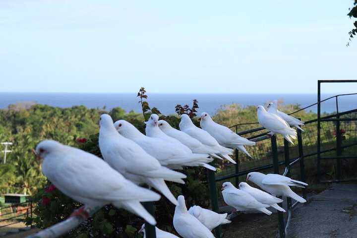 Garinfarm Pilgrimage Resort Land Transfer (ROUNDTRIP)