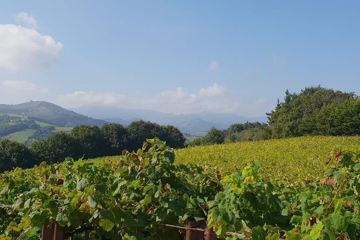 Getaria Txakoli wine tour from San Sebastian
