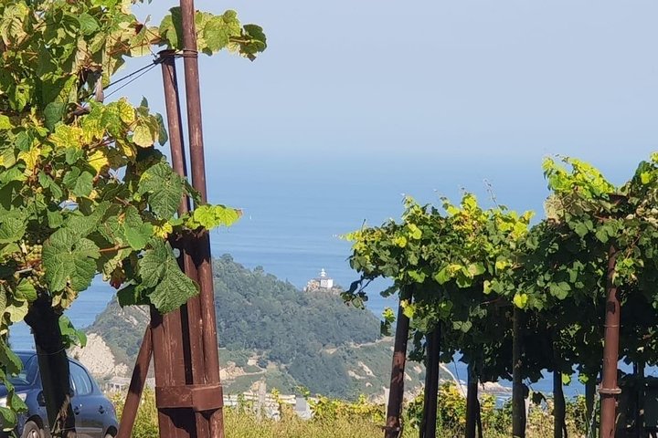 Getaria Txakoli wine tour from San Sebastian
