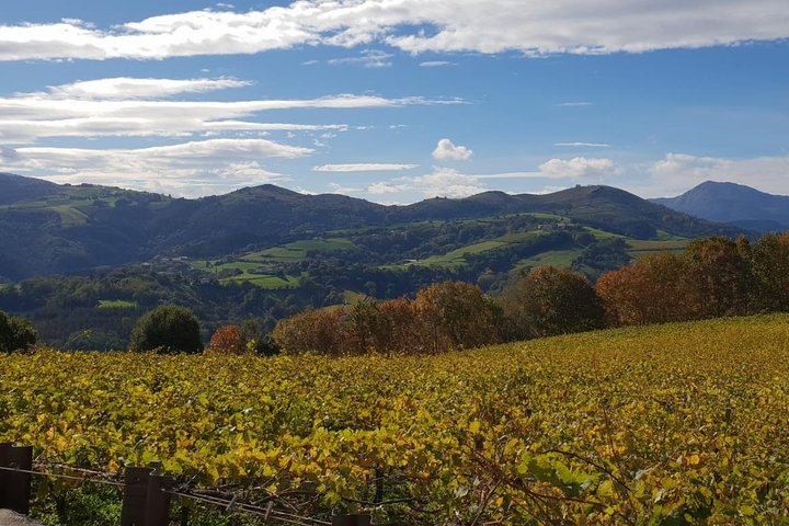 Getaria Txakoli wine tour from San Sebastian